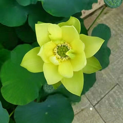 Bowl lotus | Miniature lotus Seed |50pcs Per bag