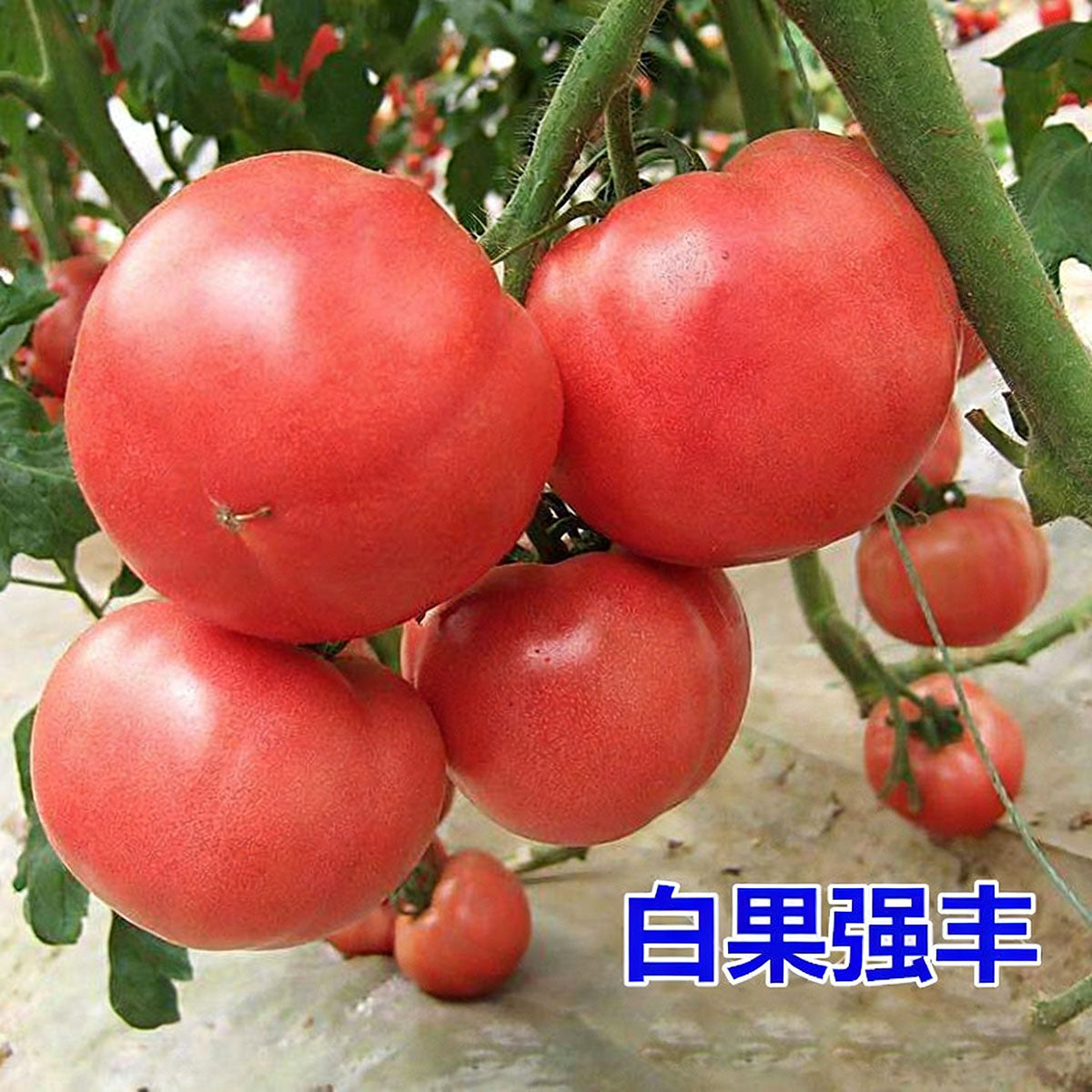 Tomato seeds | 50-200 Pcs per Pack