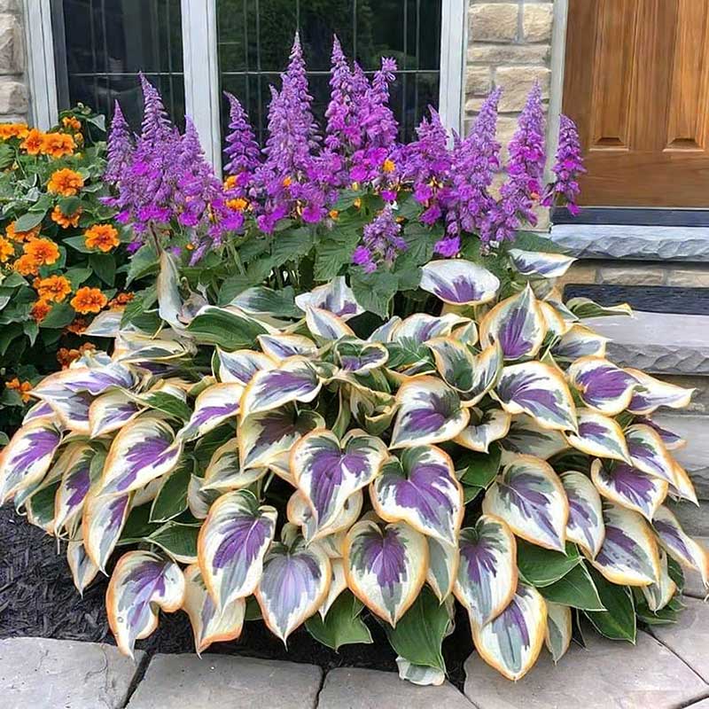 Hosta Seed 100 pcs/bag | US Local Warehouse Ready Stock | Support Dropshipping