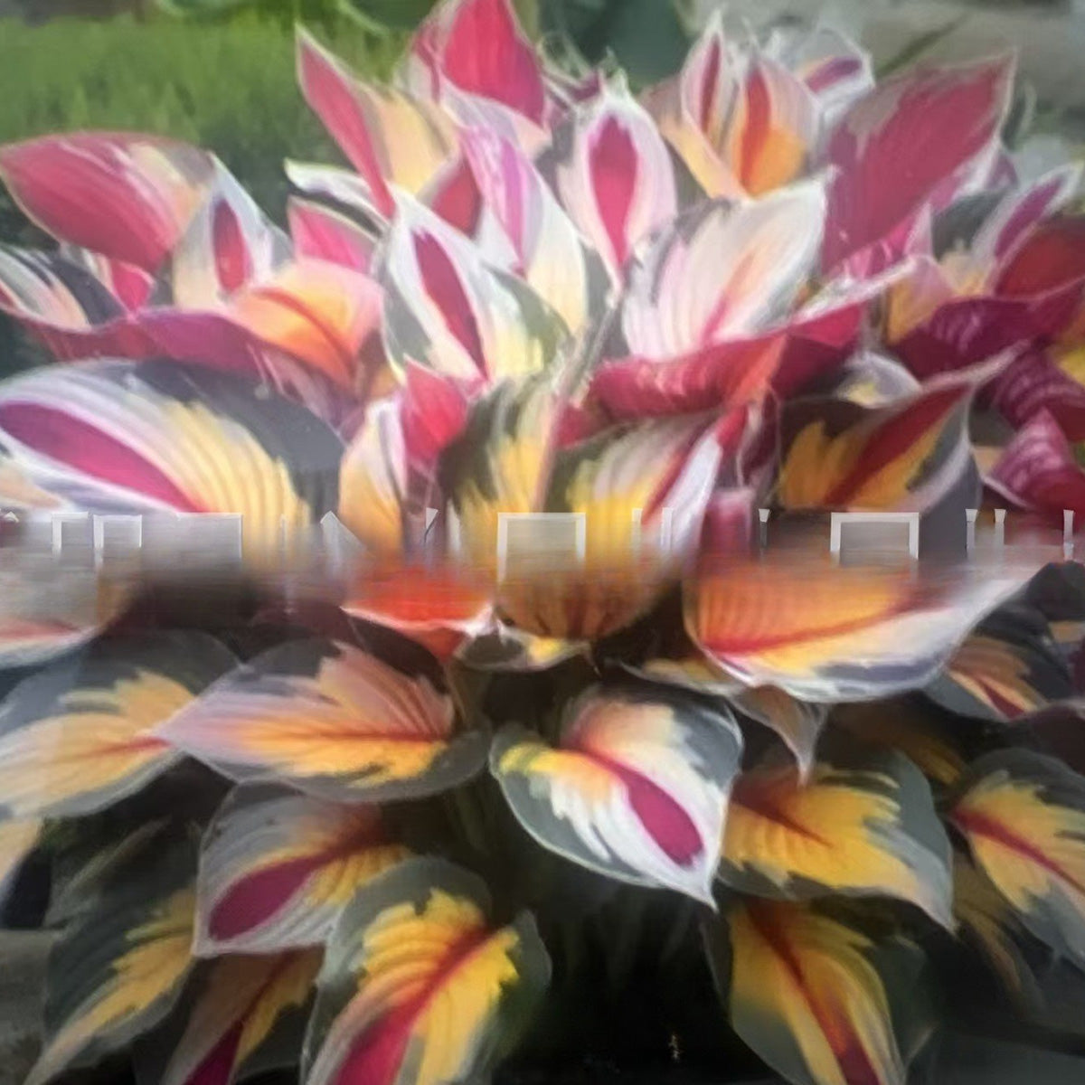 Caladium bicolor seeds | 1000 Pcs per Pack