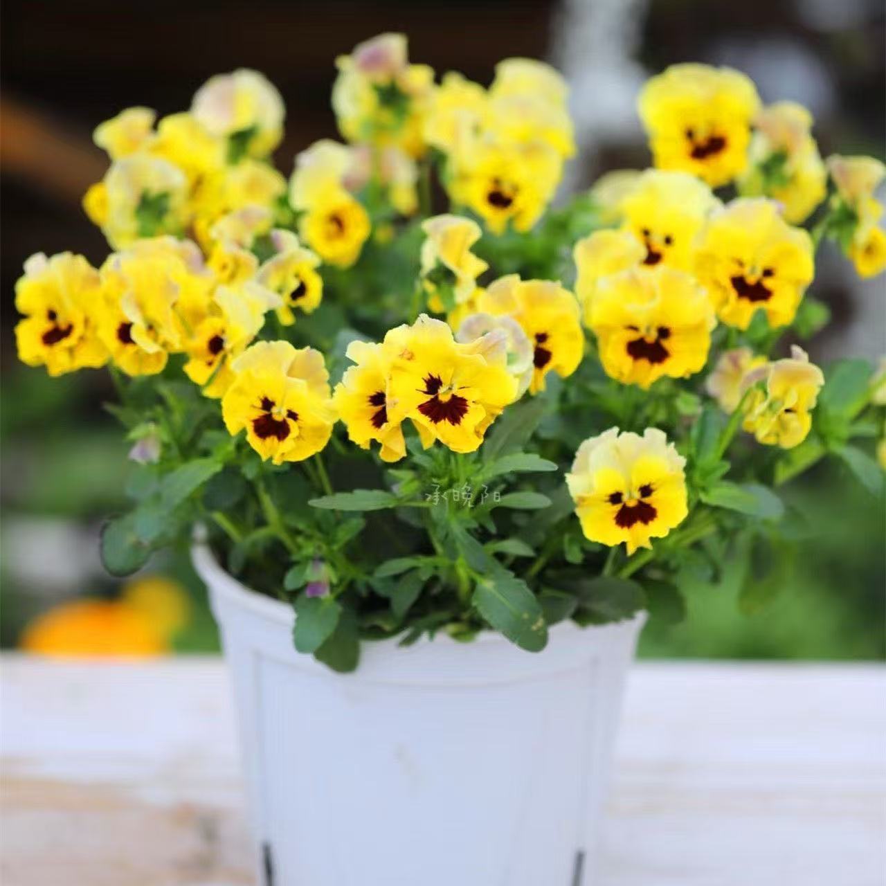 Pansy seeds | 1000pcs Per Bag