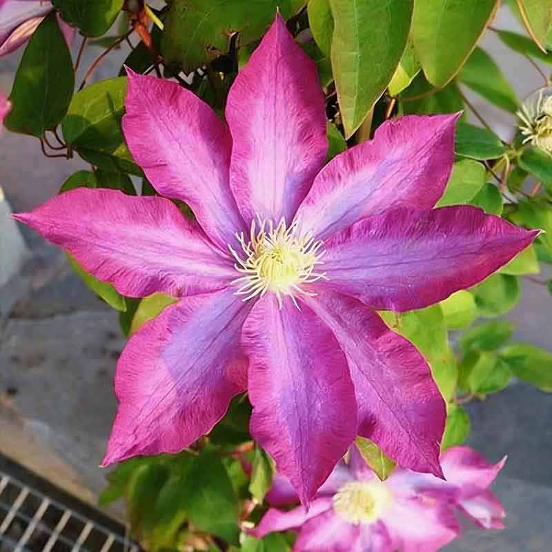 Clematis Flower Vine Seed  | 188pcs Per Bag