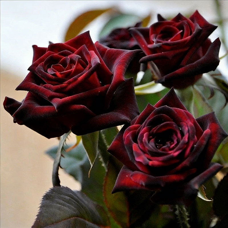 Rose flower Seeds | 500pcs Per Bag
