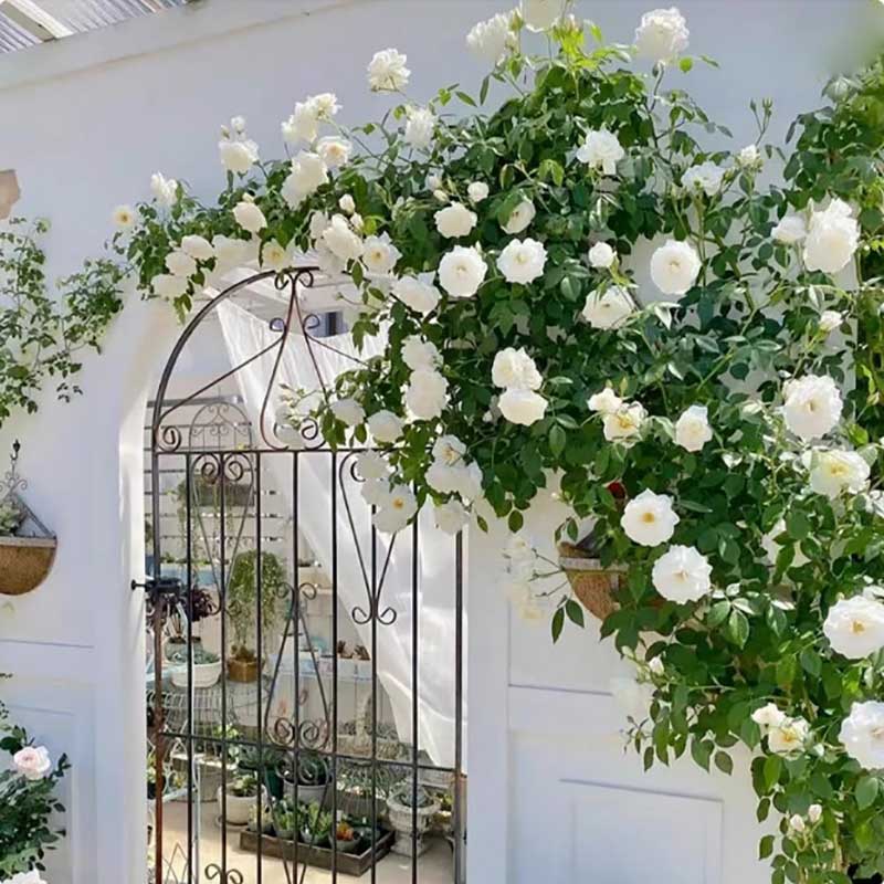 Climbing Rose Seed | 500 Pcs per Pack
