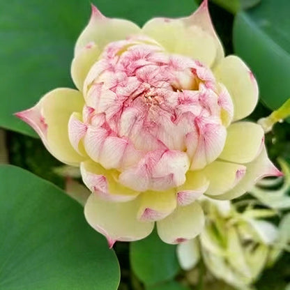Bowl lotus | Miniature lotus Seed |50pcs Per bag