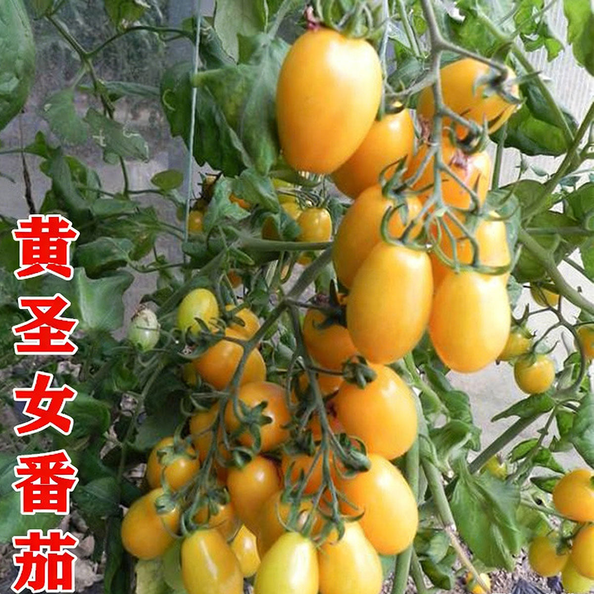 Tomato seeds | 50-200 Pcs per Pack
