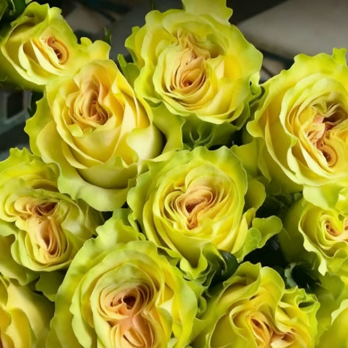 Rose flower seeds | 200 Pcs per Pack