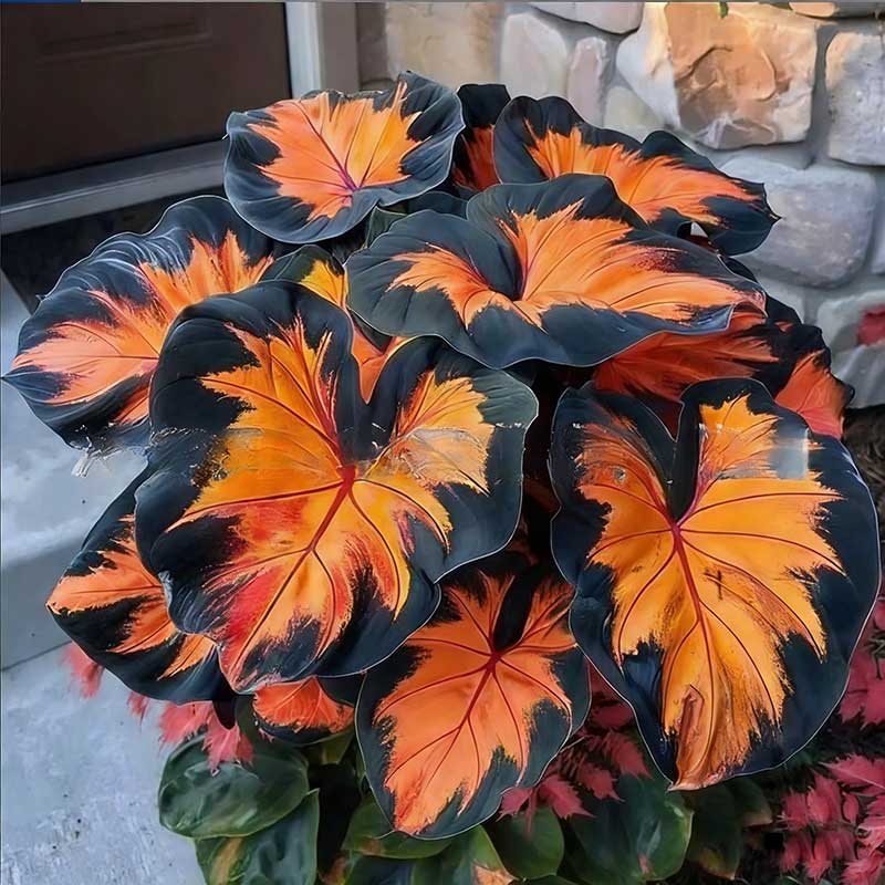 Colored hosta seeds | 1000 Pcs per Pack