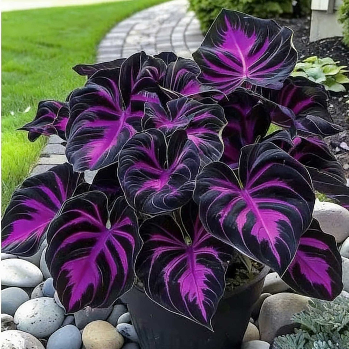 Caladium bicolor seeds | 1000 Pcs per Pack
