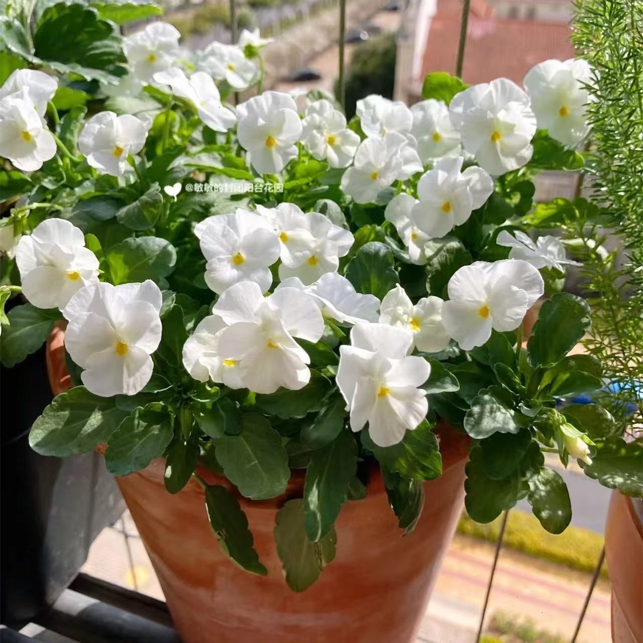 Pansy seeds | 1000pcs Per Bag