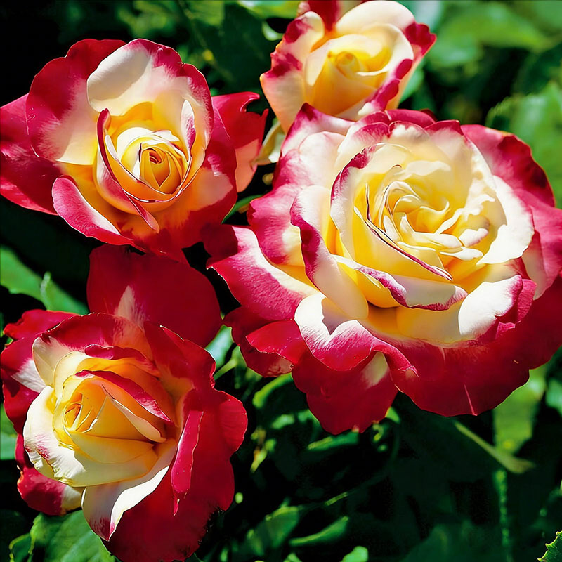 Rose flower Seeds | 500pcs Per Bag