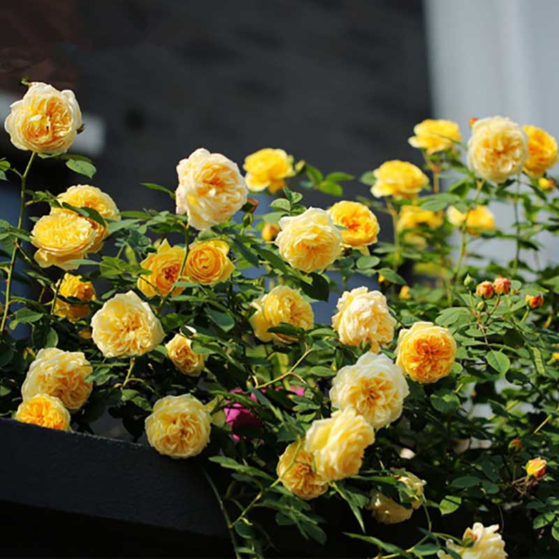 Climbing Rose Seed | 500 Pcs per Pack