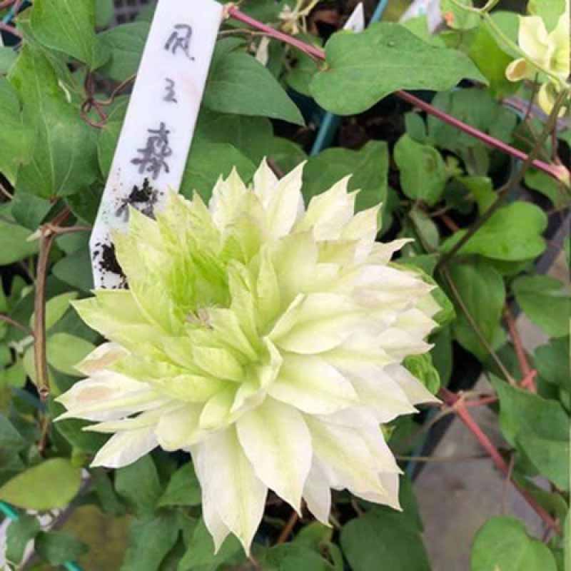Clematis Flower Vine Seed  | 188pcs Per Bag