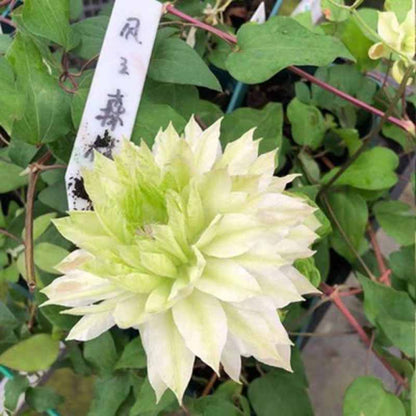 Clematis Flower Vine Seed  | 188pcs Per Bag