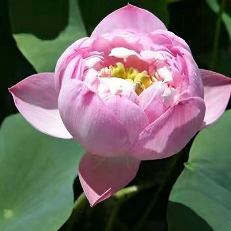 Bowl lotus | Miniature lotus Seed |50pcs Per bag