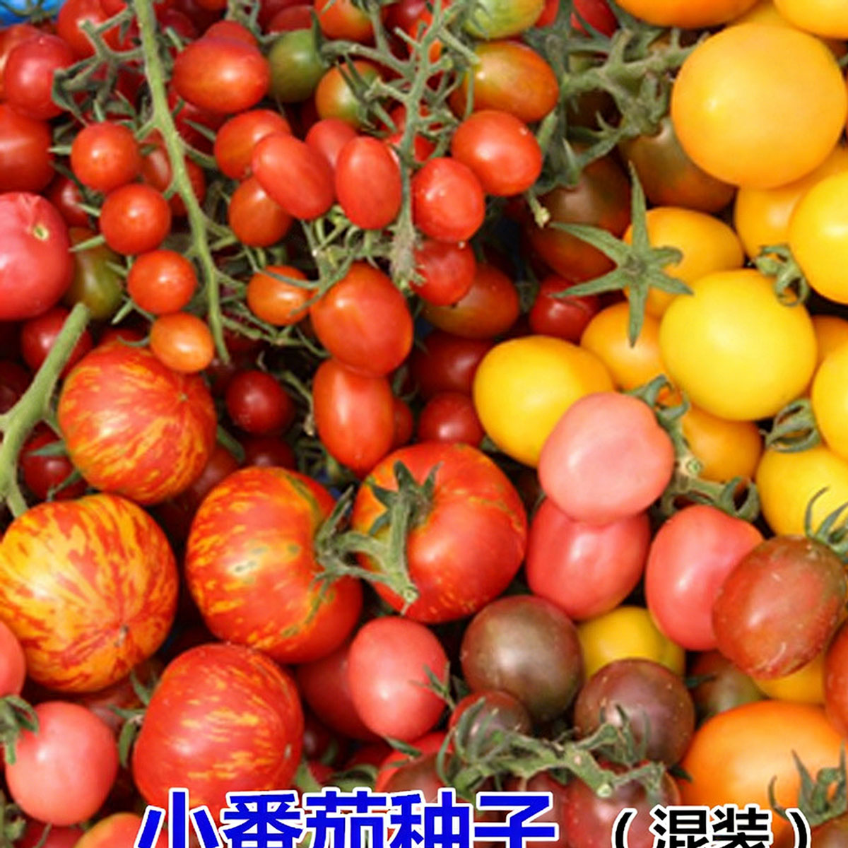Tomato seeds | 50-200 Pcs per Pack