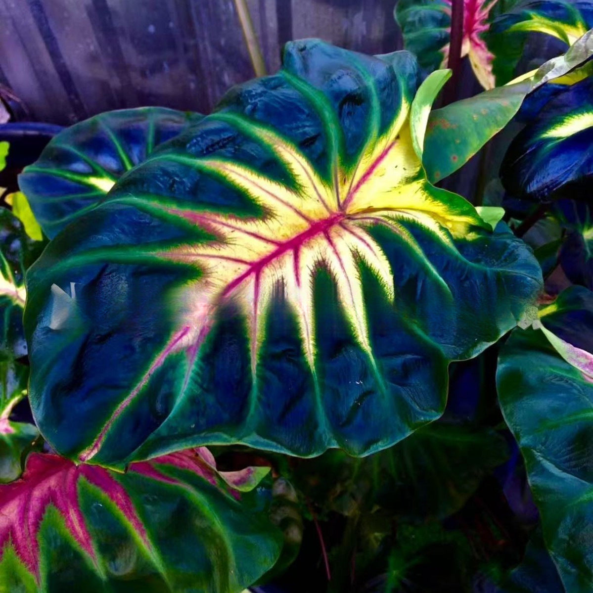 Caladium bicolor seeds | 1000 Pcs per Pack