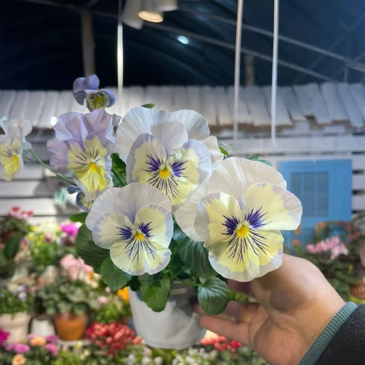 Pansy seeds | 1000pcs Per Bag
