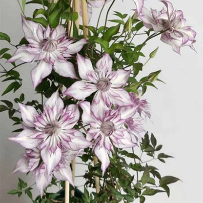 Clematis Flower Vine Seed  | 188pcs Per Bag