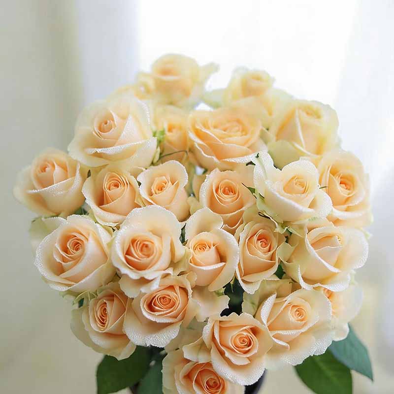 Rose flower Seeds | 500pcs Per Bag