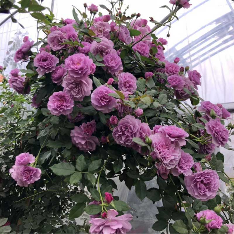 Climbing Rose Seed | 500 Pcs per Pack