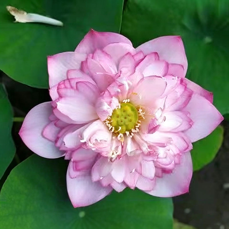 Bowl lotus | Miniature lotus Seed |50pcs Per bag