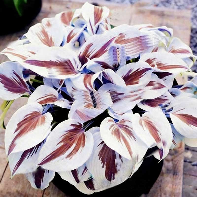 Colored hosta seeds | 1000 Pcs per Pack