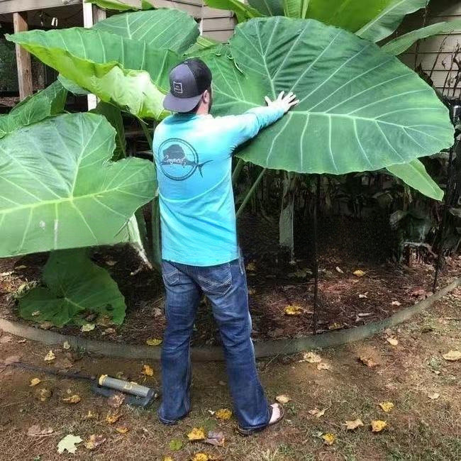 Caladium bicolor seeds | 1000 Pcs per Pack