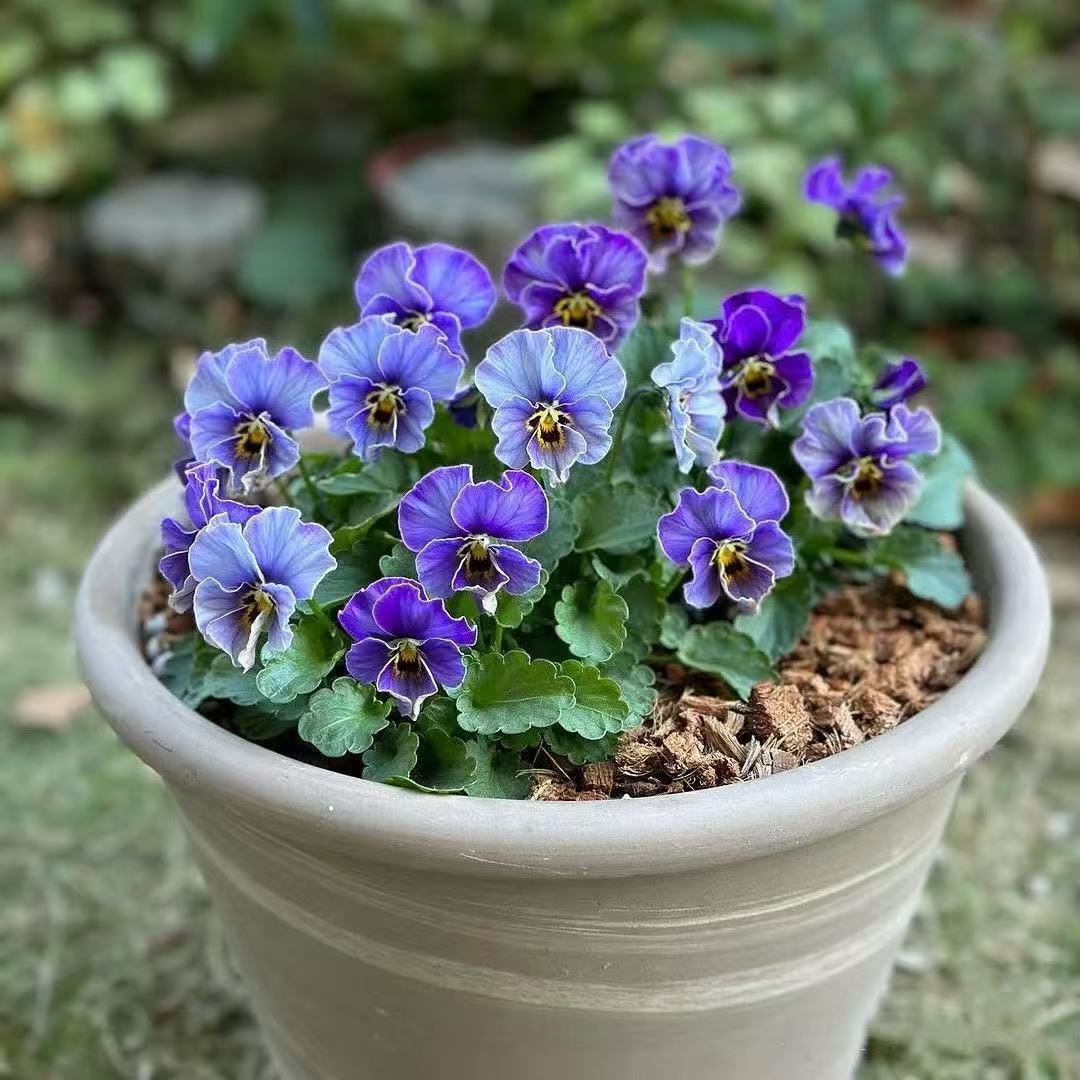 Pansy seeds | 1000pcs Per Bag