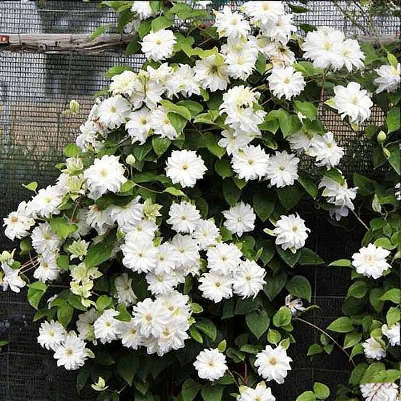 Clematis Flower Vine Seed  | 188pcs Per Bag