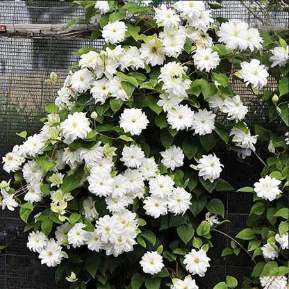Clematis Flower Vine Seed  | 188pcs Per Bag