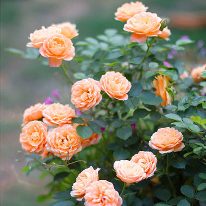 Climbing Rose Seed | 500 Pcs per Pack