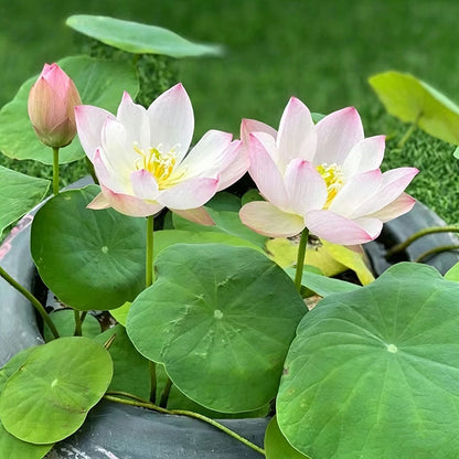 Bowl lotus | Miniature lotus Seed |50pcs Per bag