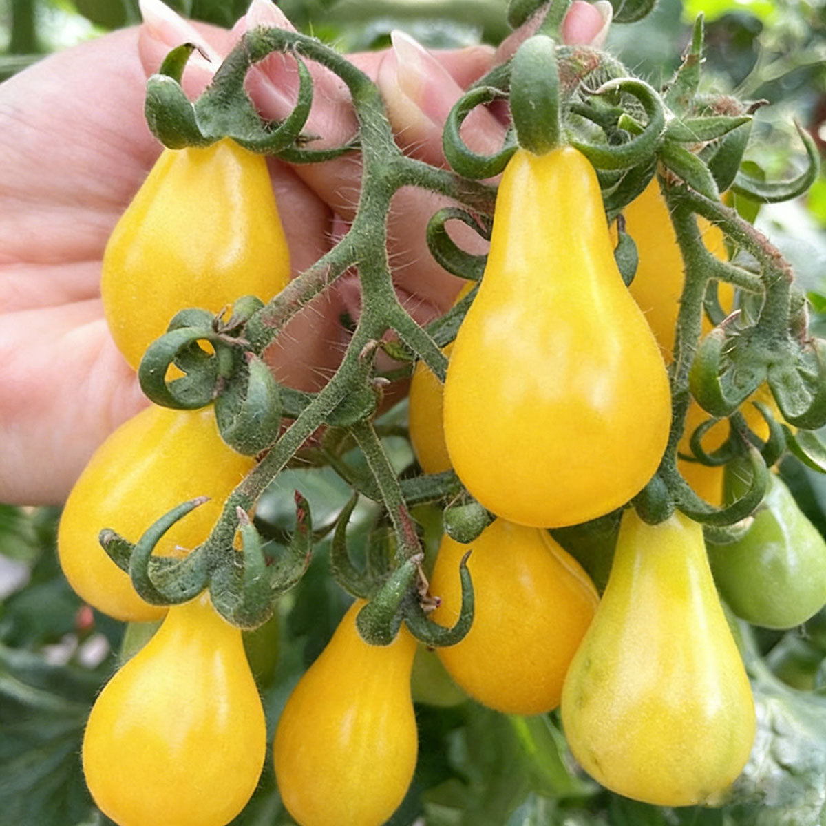 Tomato seeds | 50-200 Pcs per Pack