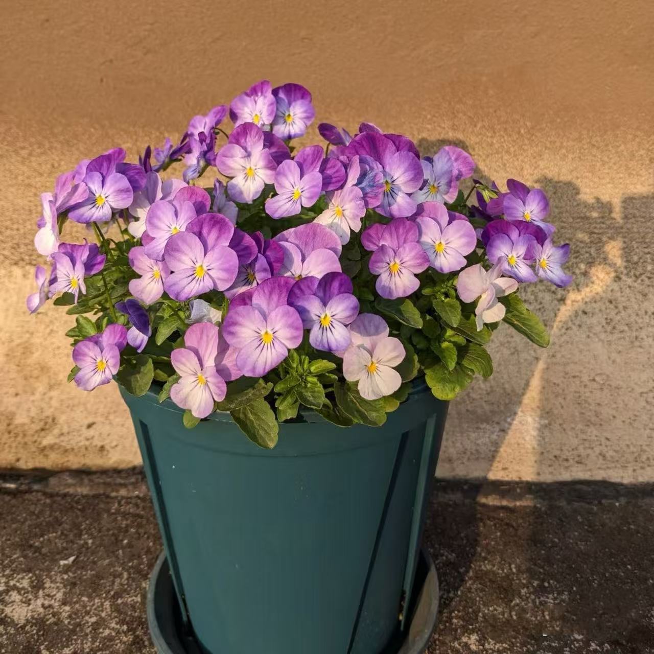 Pansy seeds | 1000pcs Per Bag