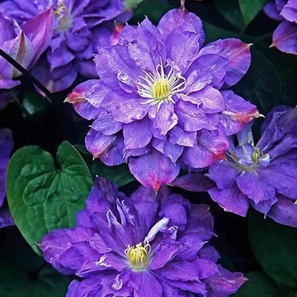 Clematis Flower Vine Seed  | 188pcs Per Bag