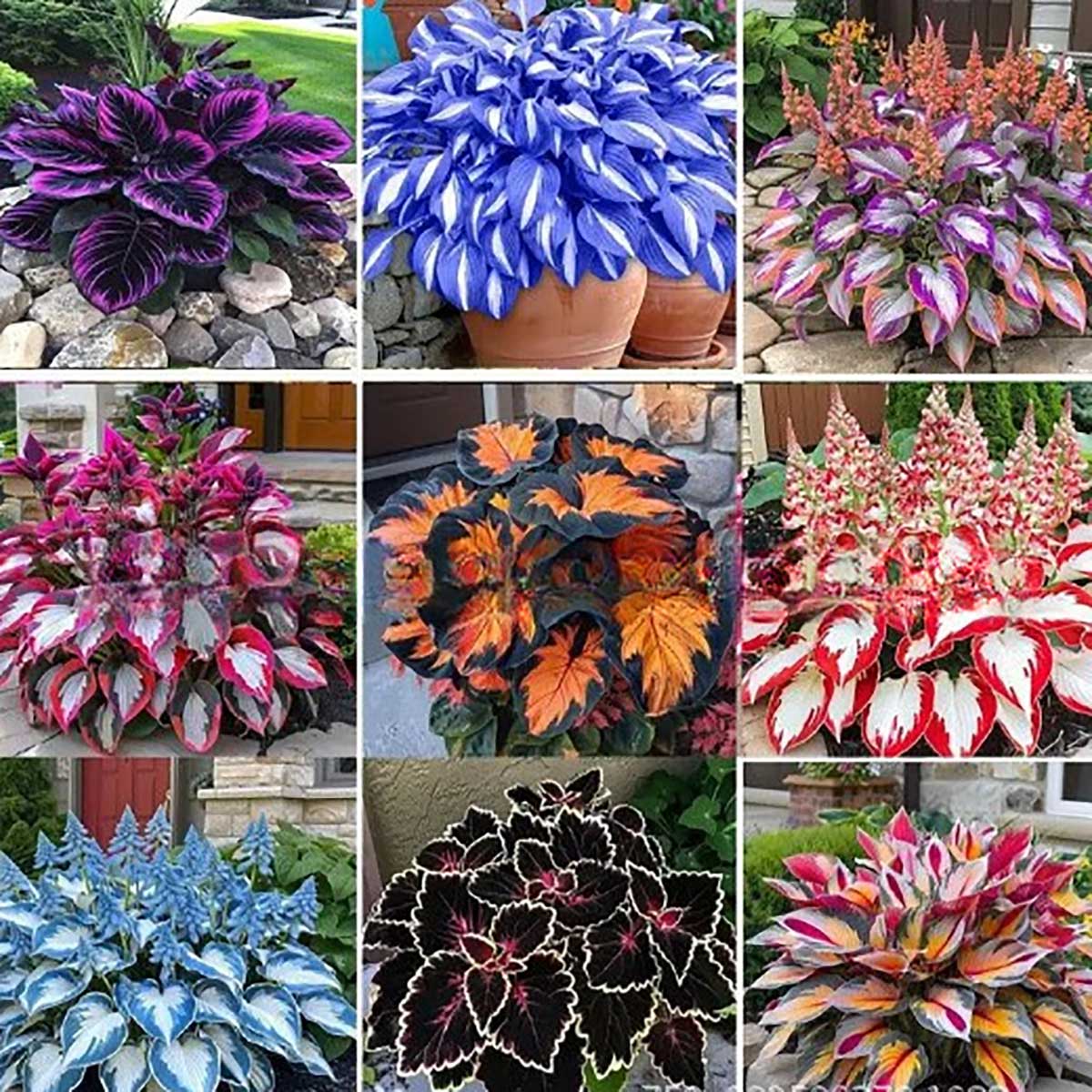 Caladium bicolor seeds | 1000 Pcs per Pack