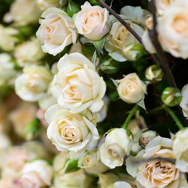 Rose flower Seeds | 500pcs Per Bag