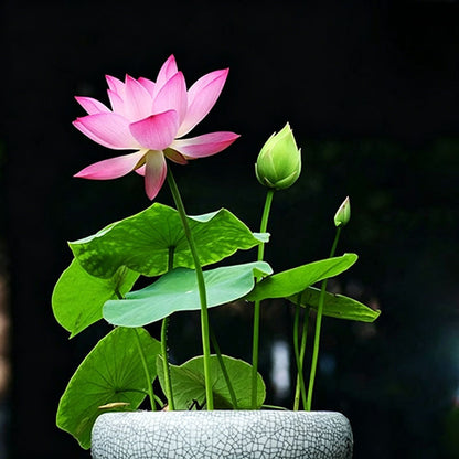 Bowl lotus | Miniature lotus Seed |50pcs Per bag