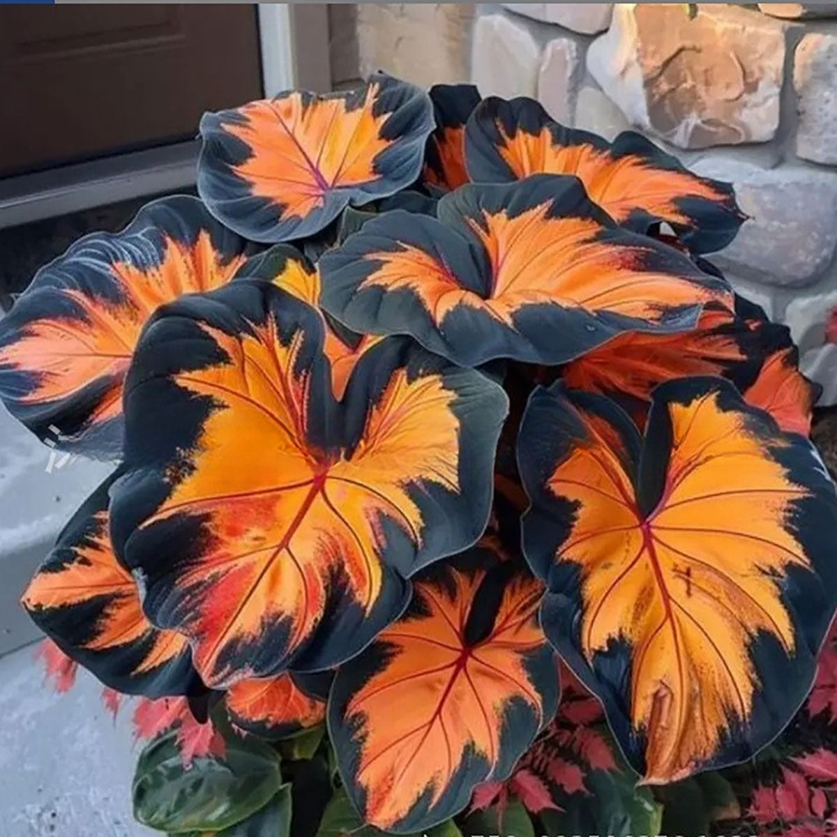 Caladium bicolor seeds | 1000 Pcs per Pack