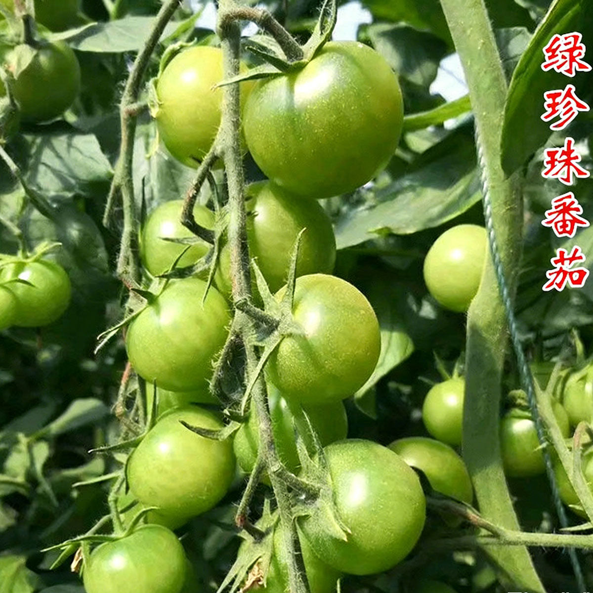 Tomato seeds | 50-200 Pcs per Pack