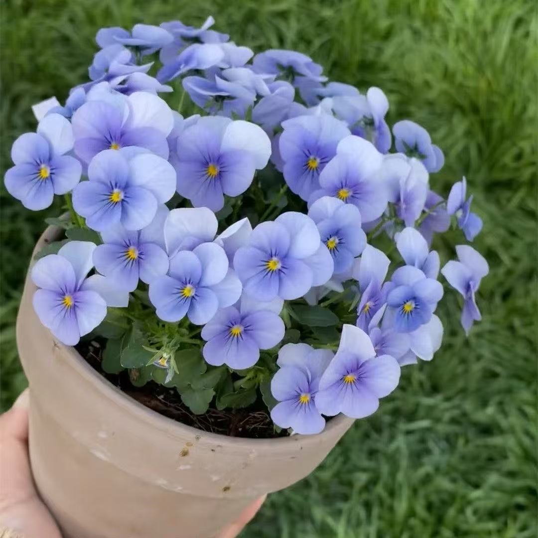 Pansy seeds | 1000pcs Per Bag
