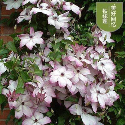 Clematis Flower Vine Seed  | 188pcs Per Bag