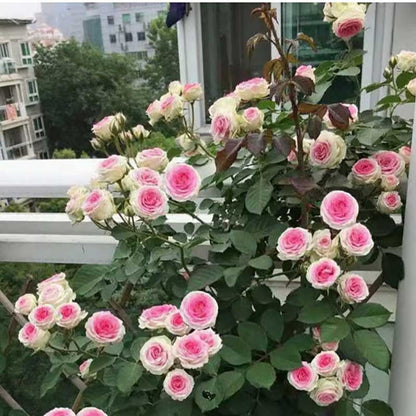 Climbing Rose Seed | 500 Pcs per Pack