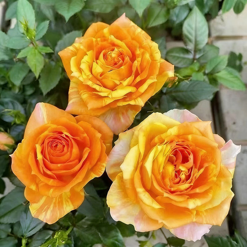 Rose flower Seeds | 500pcs Per Bag