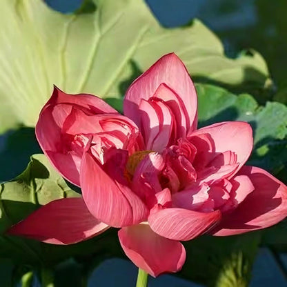 Bowl lotus | Miniature lotus Seed |50pcs Per bag
