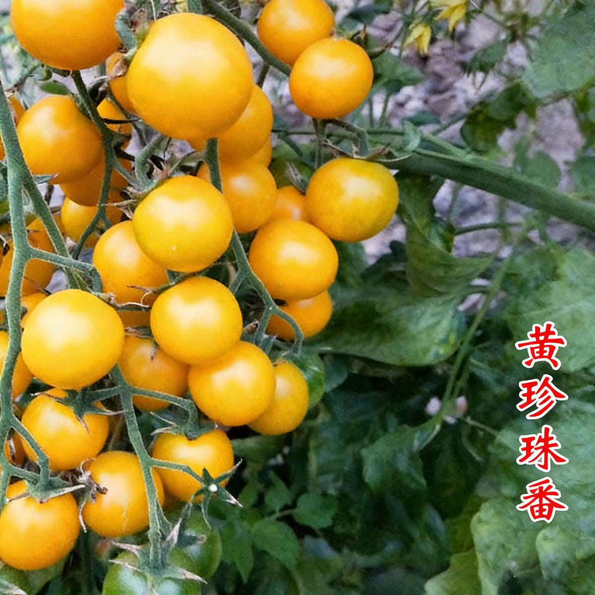 Tomato seeds | 50-200 Pcs per Pack