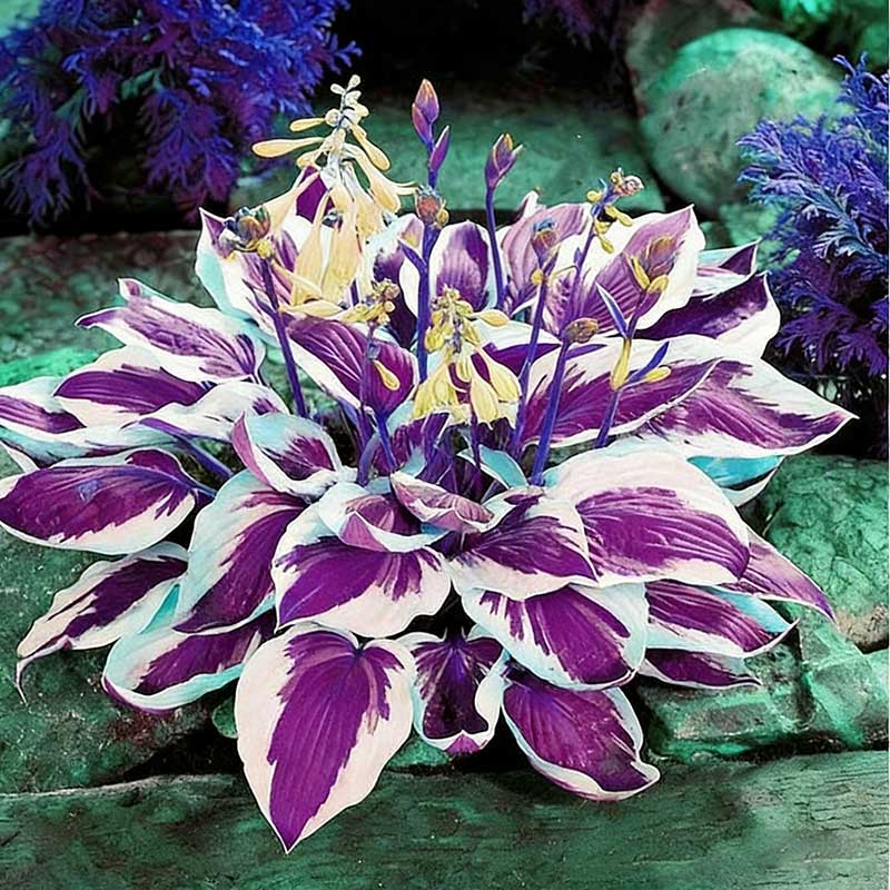 Colored hosta seeds | 1000 Pcs per Pack