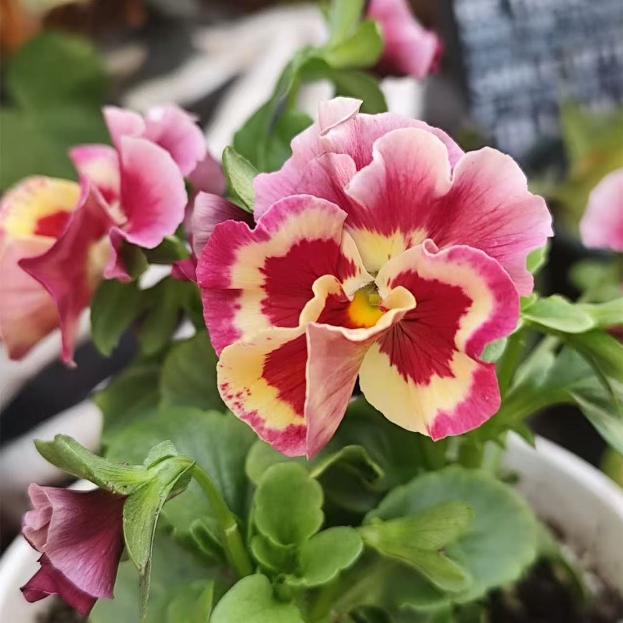 Pansy seeds | 1000pcs Per Bag