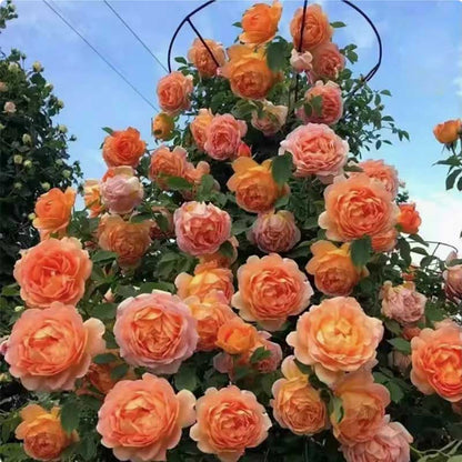 Climbing Rose Seed | 500 Pcs per Pack